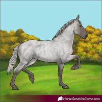 Horse Color:Silver Blue Roan 