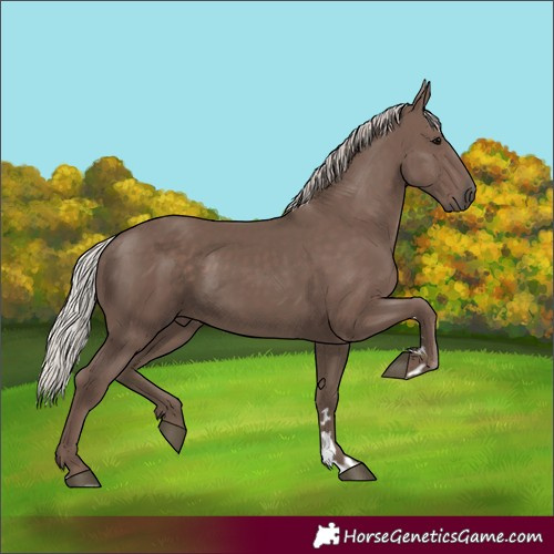 Horse Color:Silver Black 