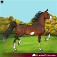 Horse Color:Bay Splash Frame Rabicano 