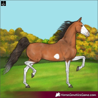 Horse Color:Bay Splash Frame 