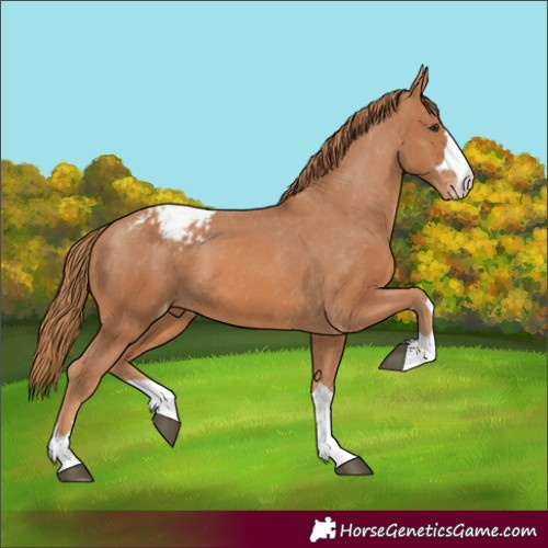 Horse Color:Chestnut Appaloosa 