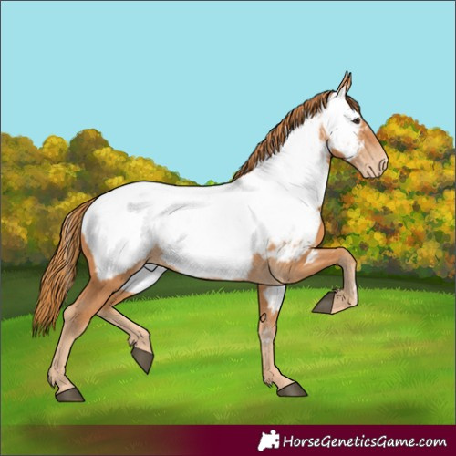 Horse Color:Chestnut Appaloosa