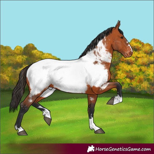 Horse Color:Bay Appaloosa 