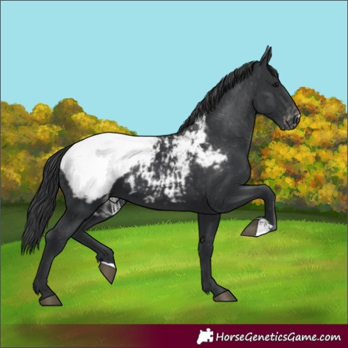 Horse Color:Black Appaloosa 