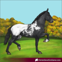 Horse Color:Black Appaloosa 