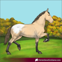 Horse Color:Buckskin Appaloosa 