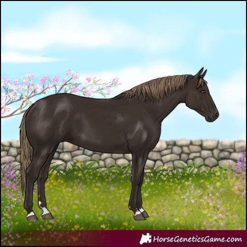 Horse Color:Liver Chestnut 