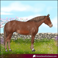 Horse Color:Chestnut Appaloosa 