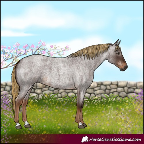 Horse Color:Gray Red Roan 