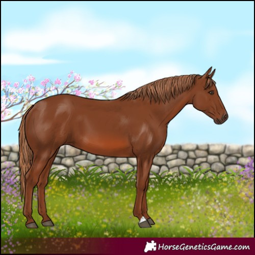 Horse Color:Chestnut 