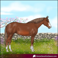 Horse Color:Chestnut 