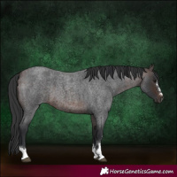 Horse Color:Bay Roan 