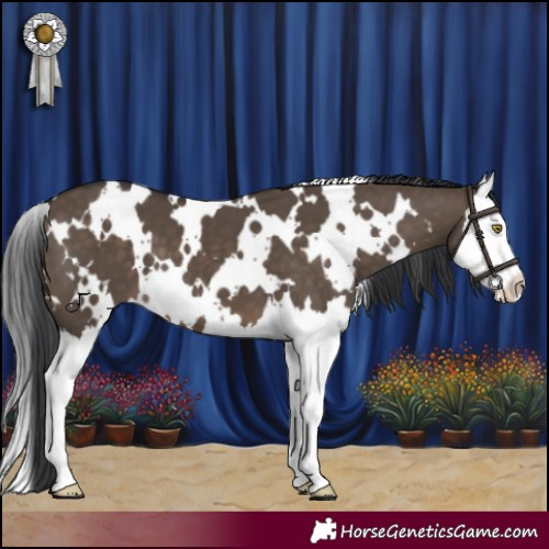 Horse Color:White Spotted Brown Dun Splash 