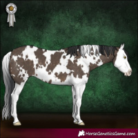 Horse Color:White Spotted Brown Dun Splash 