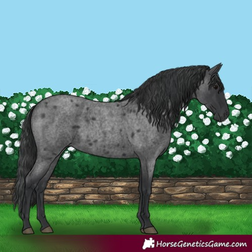 Horse Color:Blue Roan 