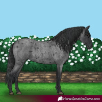 Horse Color:Blue Roan 