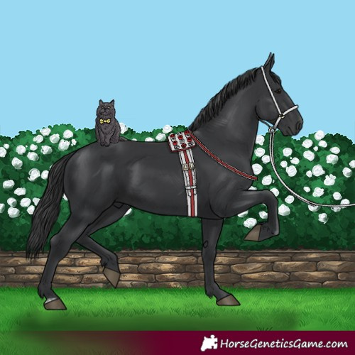 Horse Color:Black  and Black 