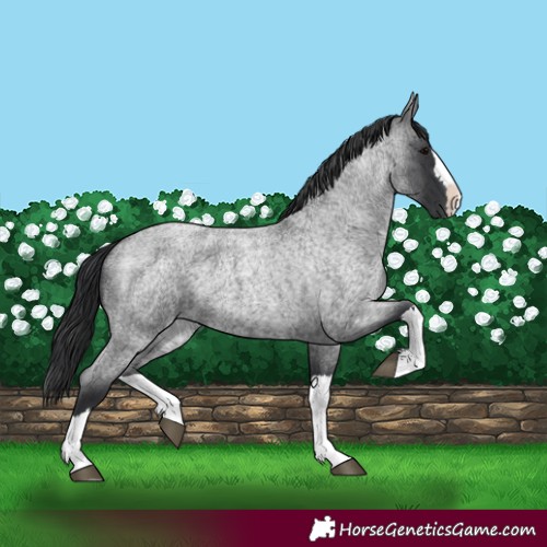 Horse Color:Blue Roan Splash 