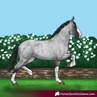 Horse Color:Blue Roan Splash 