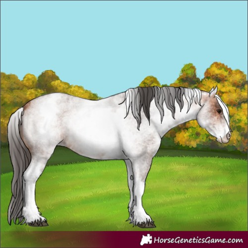 Horse Color:White Spotted Bay Roan 