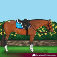 Horse Color:Bay Tobiano Rabicano 