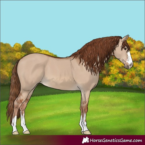 Horse Color:Red Dun 