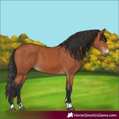 Horse Color:Bay 