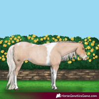 Horse Color:Silver Blue Roan Pearl Tobiano Frame 
