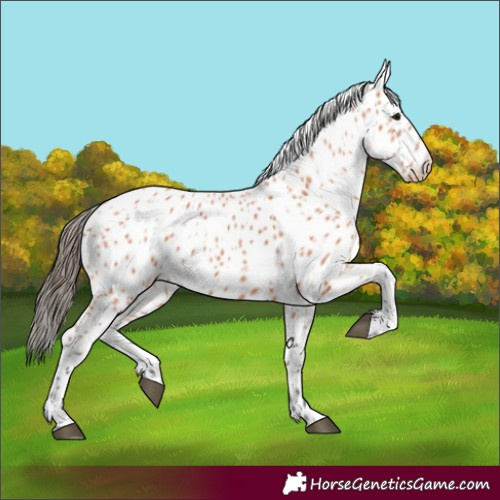 Horse Color:Bay Appaloosa