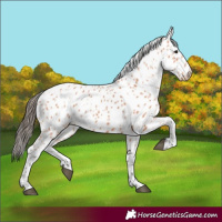 Horse Color:Bay Appaloosa 