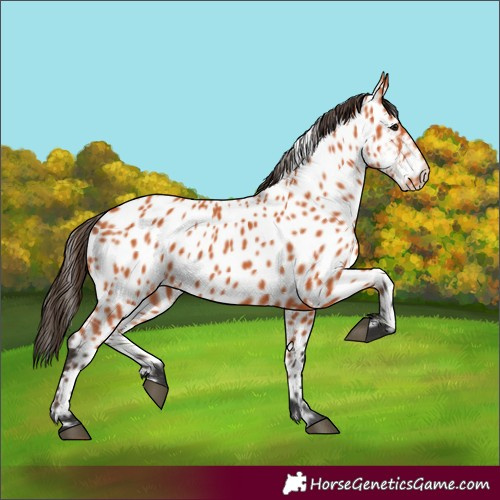 Horse Color:Bay Appaloosa 