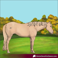 Horse Color:Gold Champagne Rabicano