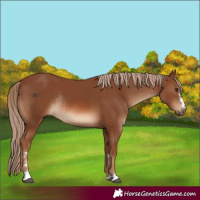 Horse Color:Chestnut Rabicano 
