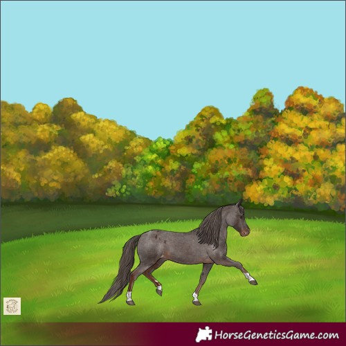 Horse Color:Liver Chestnut Tobiano Appaloosa