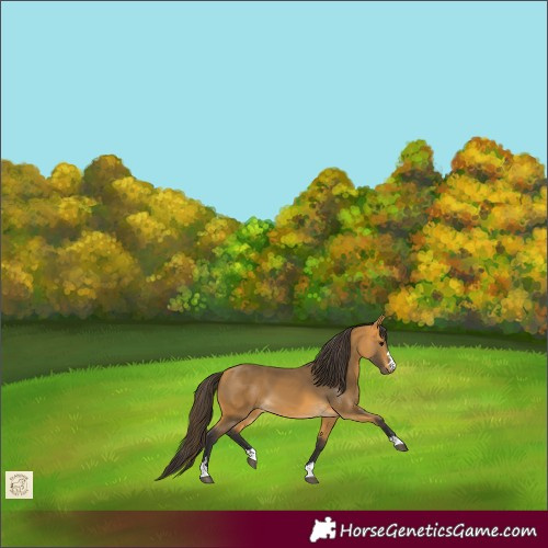 Horse Color:Buckskin 