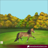 Horse Color:Buckskin 