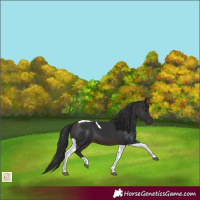 Horse Color:Brown Tobiano 