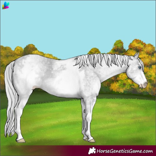 Horse Color:White Spotted Silver Bay Chinchilla Dun 