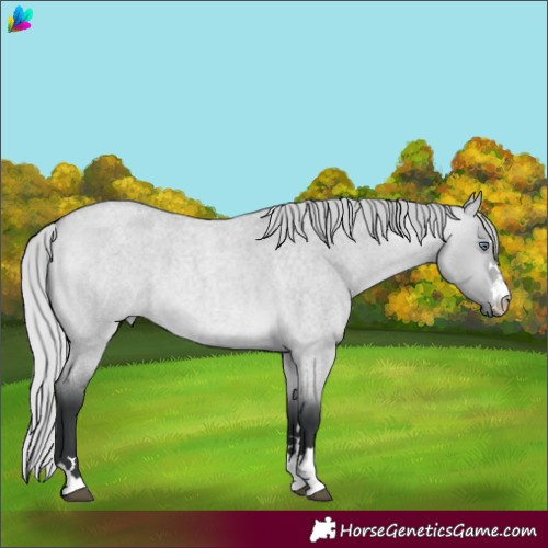 Horse Color:Silver Bay Chinchilla Roan Dun 