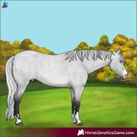 Horse Color:Silver Bay Chinchilla Roan Dun
