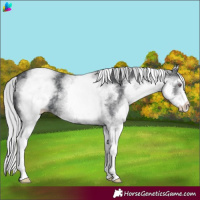 Horse Color:White Spotted Silver Black Chinchilla