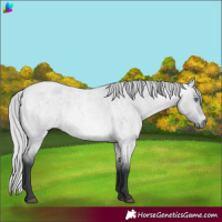 Horse Color:Silver Bay Chinchilla Roan Dun 