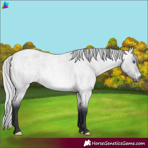 Horse Color:Silver Bay Chinchilla Roan Dun 