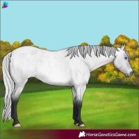 Horse Color:Silver Bay Chinchilla Roan Dun