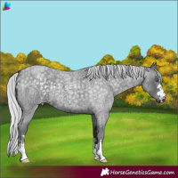 Horse Color:Silver Blue Chinchilla Roan