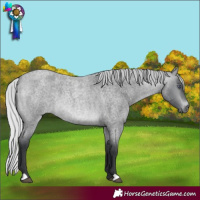 Horse Color:Silver Brown Chinchilla Roan 