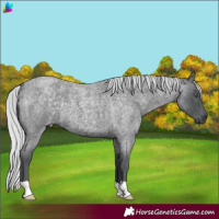 Horse Color:Silver Blue Chinchilla Roan