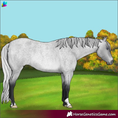 Horse Color:Silver Bay Chinchilla Roan 