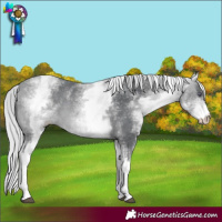 Horse Color:White Spotted Silver Bay Chinchilla