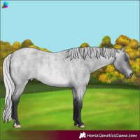 Horse Color:Silver Brown Chinchilla Roan 